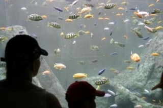 Admirando fauna del acuario